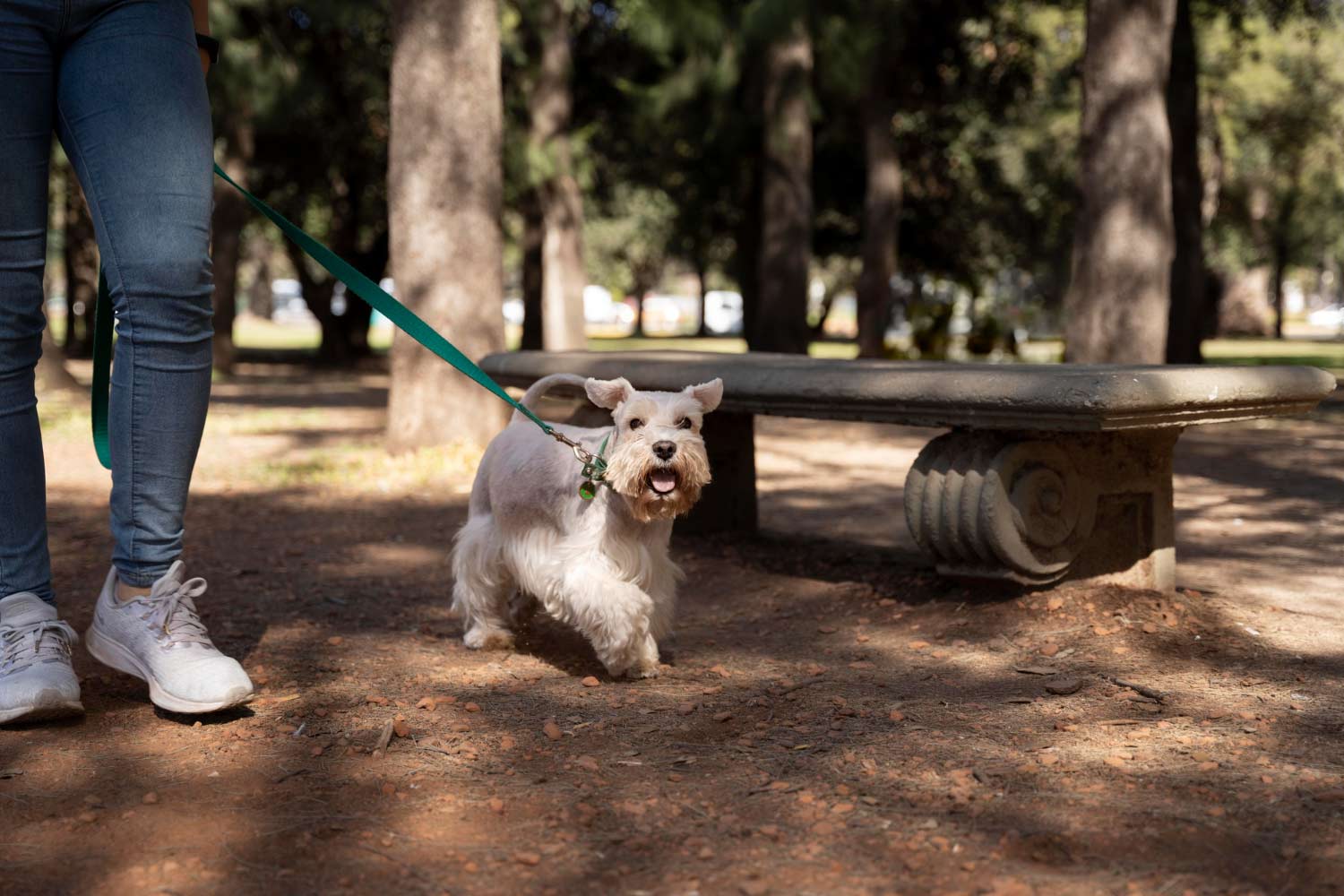 centro-canino-en-gijon