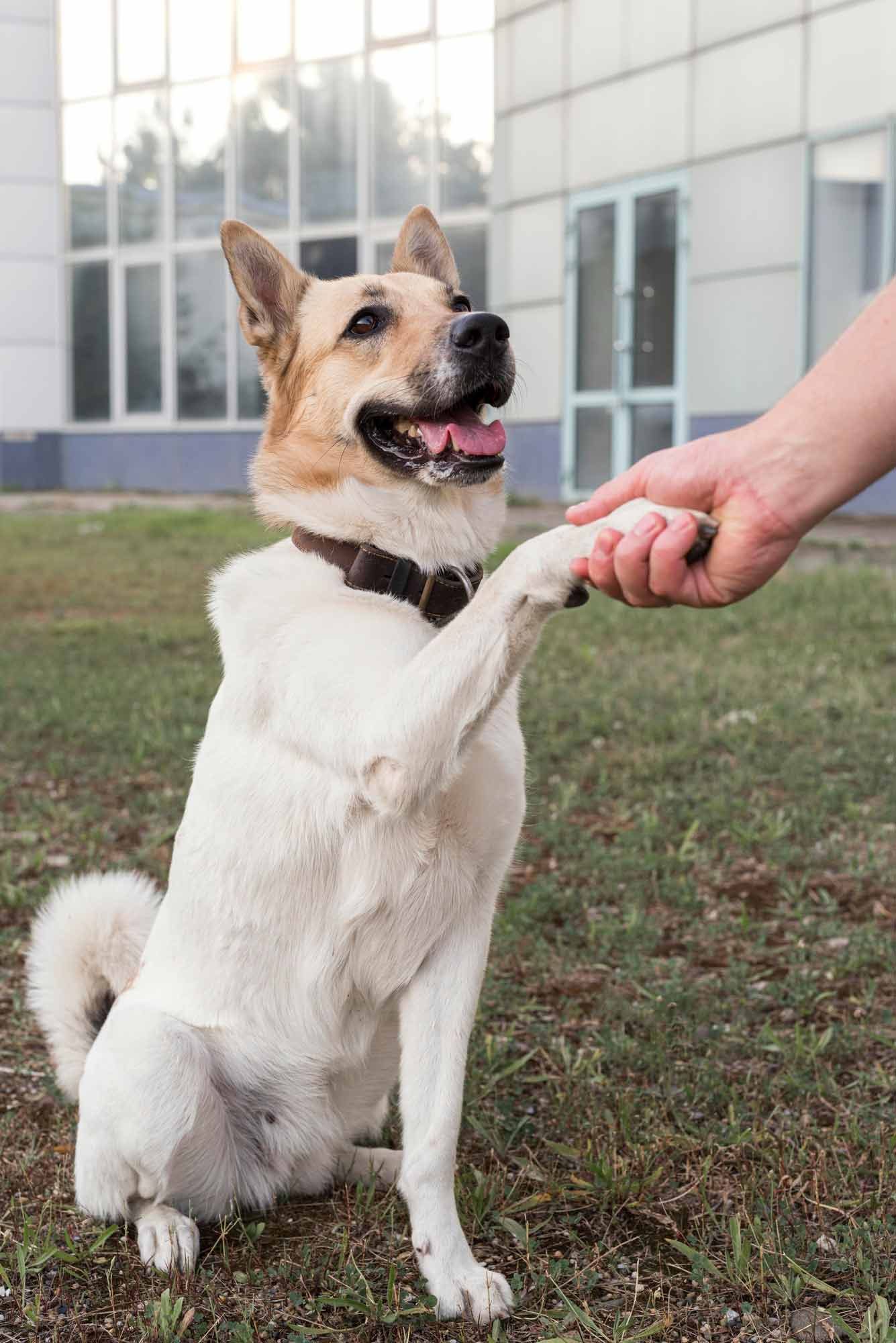 centro-canino-profesional