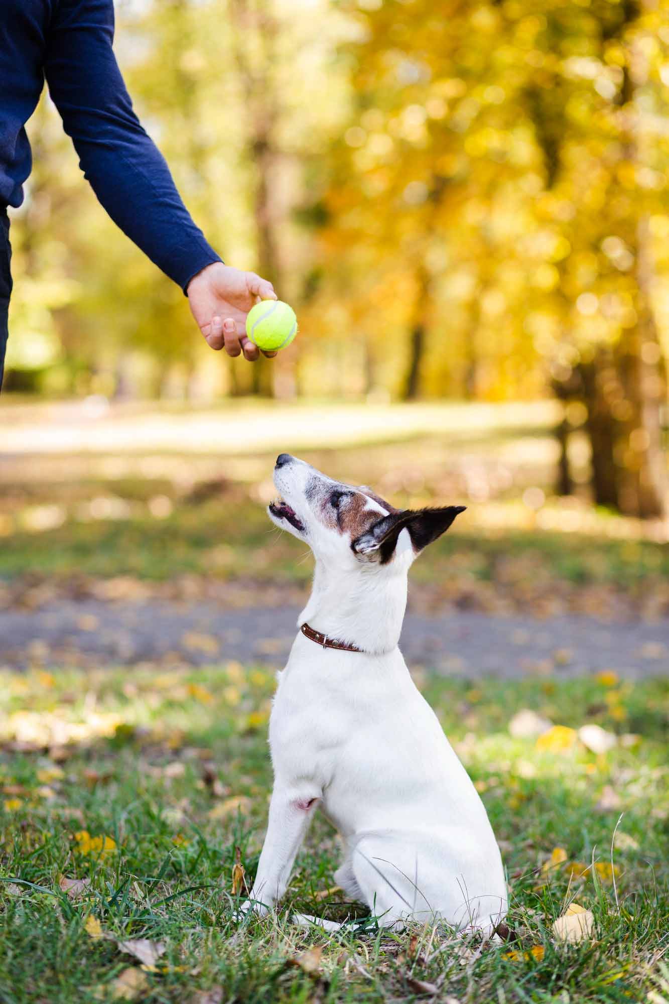 Educador canino eficaz en Gijón educador-canino-eficaz-en-gijon