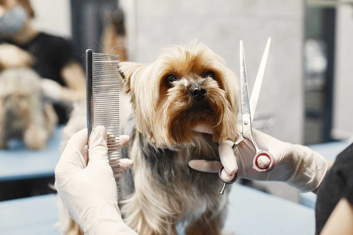 Cuidado y estética canina en Gijón cuidado-y-estetica-canina-en-gijon
