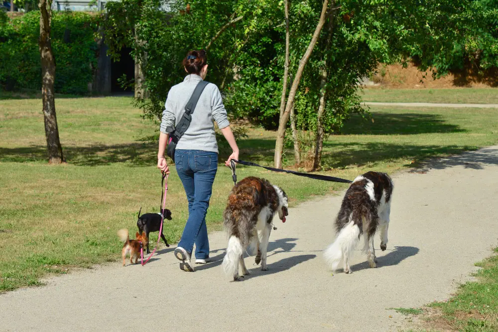 paseadores-de-perros-en-gijon